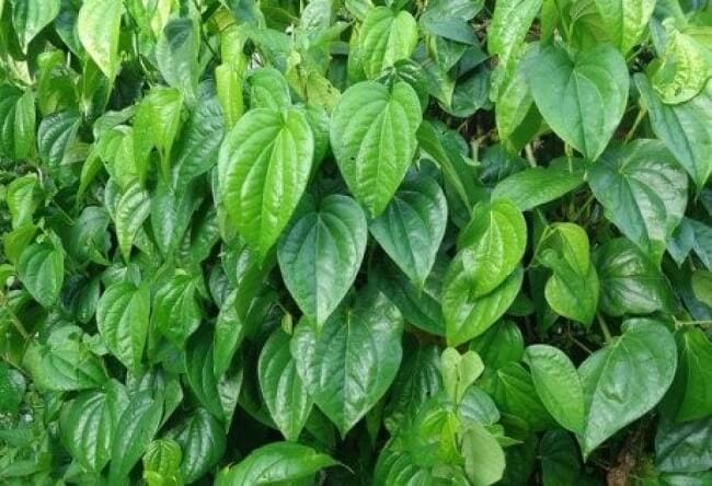 Lá trầu không giúp trẻ cải thiện chứng đầy hơi, khó tiêu