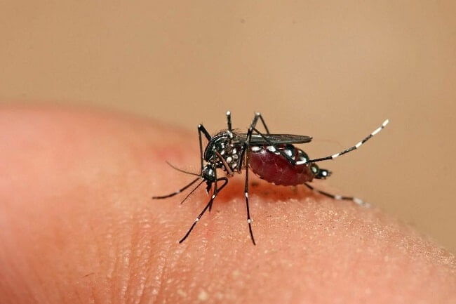 Muỗi vằn Aedes aegypti gây sốt xuất huyết