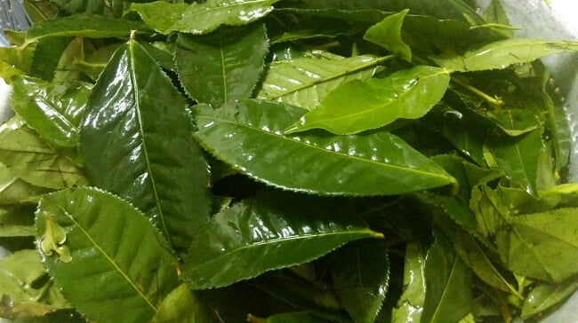 Cách chữa bé bị hăm tã nặng bằng lá trà xanh