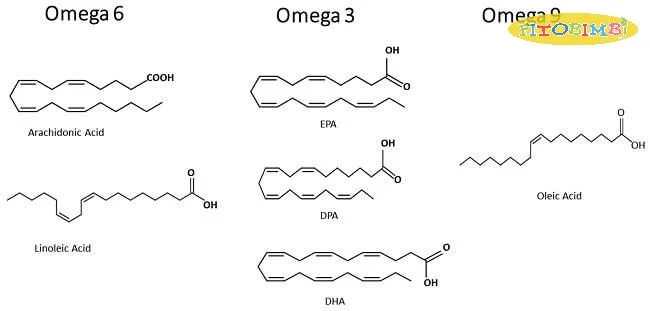 Cấu tạo hóa học của Omega 6
