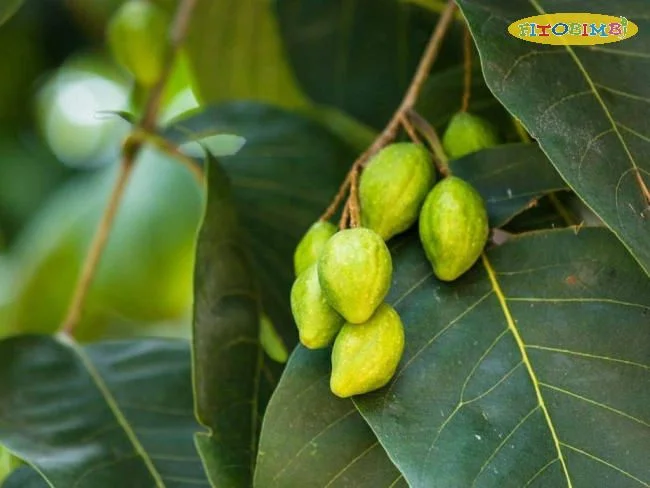 Đặc điểm của cây kha tử