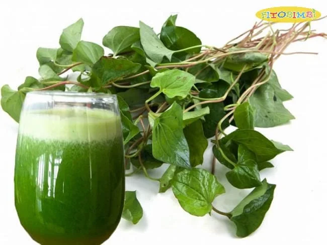 Nước ép rau diếp cá trị ho cho bé