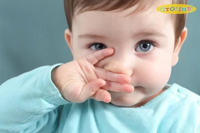 Quả kha tử chứa nhiều kháng sinh nên có tác dụng chữa ho hiệu quả