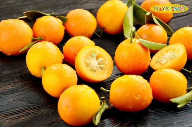 Quất kết hợp với mật ong mang lại hiệu quả điều trị ho cực tốt