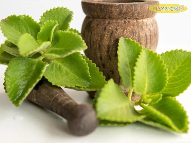 chữa ho cho trẻ bằng lá húng chanh