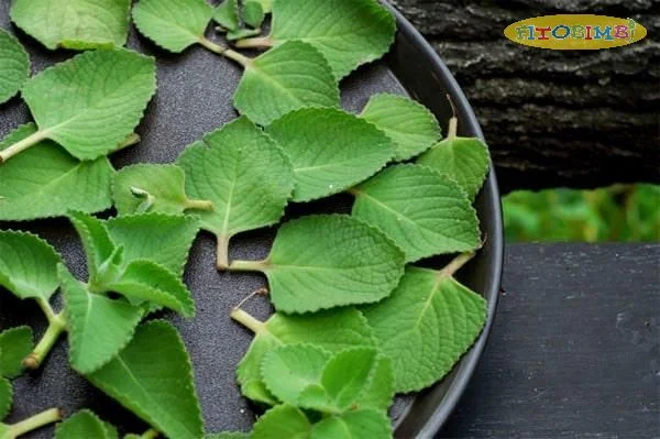 Húng chanh có tác dụng chữa ho, tiêu đờm