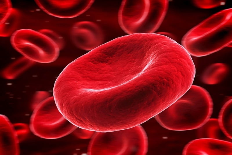 Tế bào hồng cầu có tuổi thọ ngắn khiến trẻ sinh non không đủ máu nuôi cơ thể