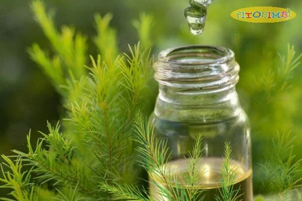 Xông tinh dầu tràm cho bé giảm ho hiệu quả