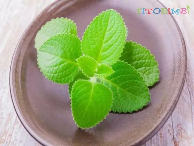 Lá húng chanh chữa viêm mũi dị ứng