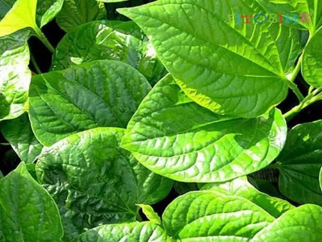 Lá lốt chữa viêm mũi dị ứng