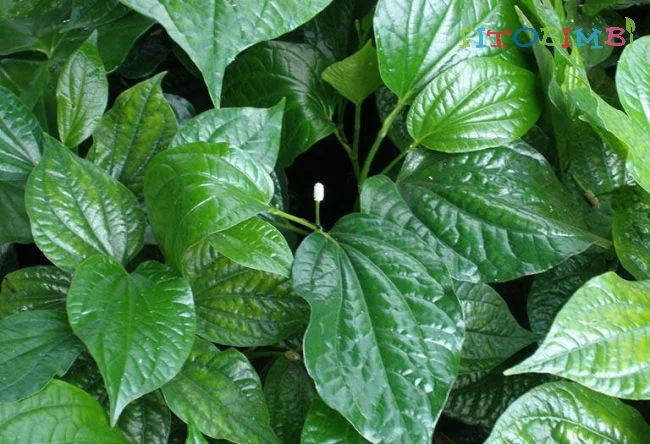 Bất ngờ với 3 cách trị viêm xoang bằng lá lốt: Đơn giản - Hiệu nghiệm