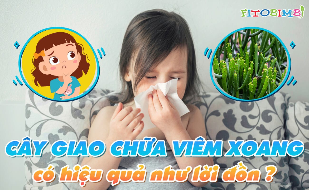 Phương pháp cách chữa viêm xoang bằng cây giao hiệu quả và tự nhiên