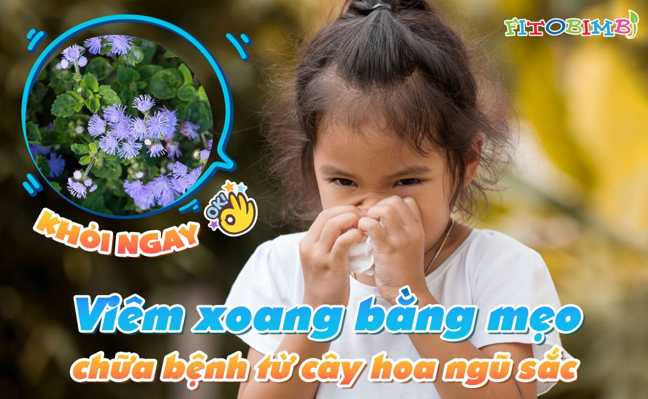 Hoa cút lợn có tác dụng chống phù nề và viêm xoang như thế nào?
