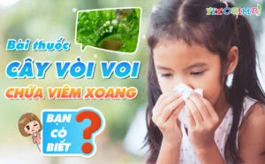 cây vòi voi chữa viêm xoang