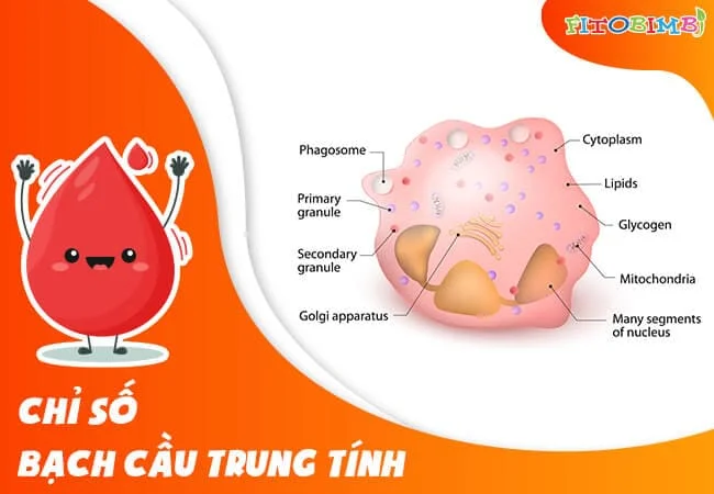 Bạch cầu giảm bé có nguy cơ thiếu máu