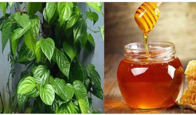 Lá trầu kết hợp mật ong