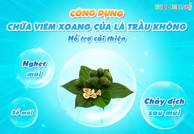 Tác dụng của chữa viêm xoang bằng lá trầu