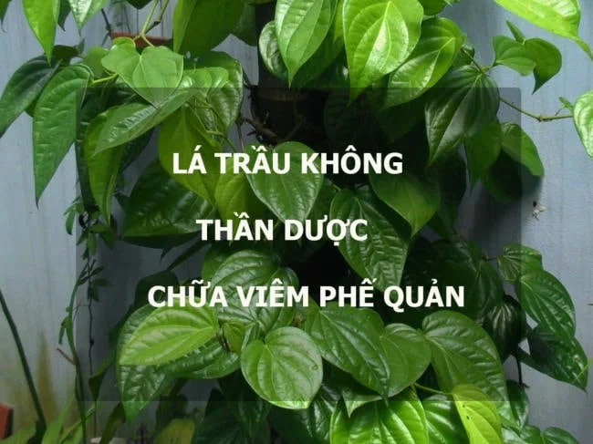 Tác dụng của lá trầu trong điều trị viêm phế quản