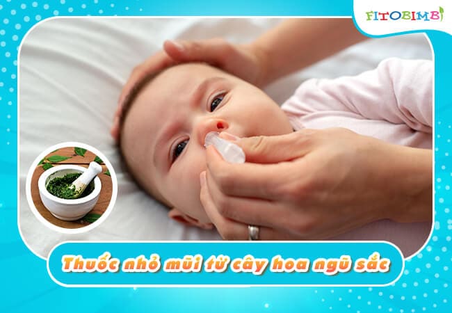 Tẩm bổng hoa cứt lợn chữa viêm xoang