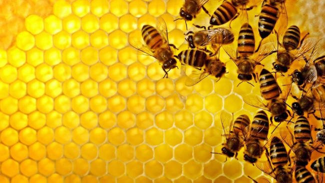 Keo ong là gì?