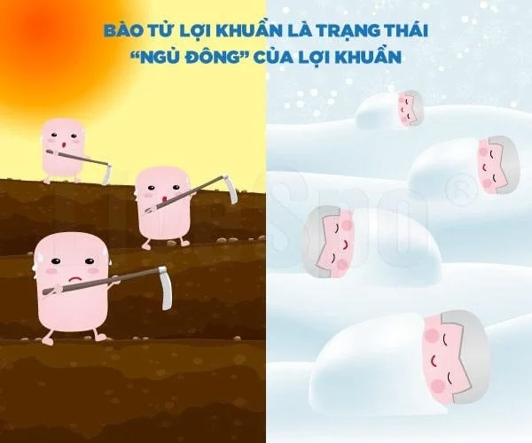 Bào tử lợi khuẩn có thể ngủ đông thời gian rất dài