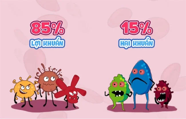 Cơ thể người có 85% là lợi khuẩn và 15% hại khuẩn