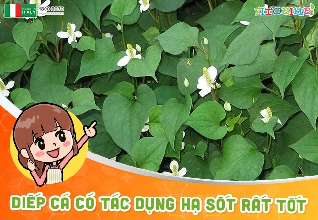 Rau diếp cá hạ sốt rất tốt