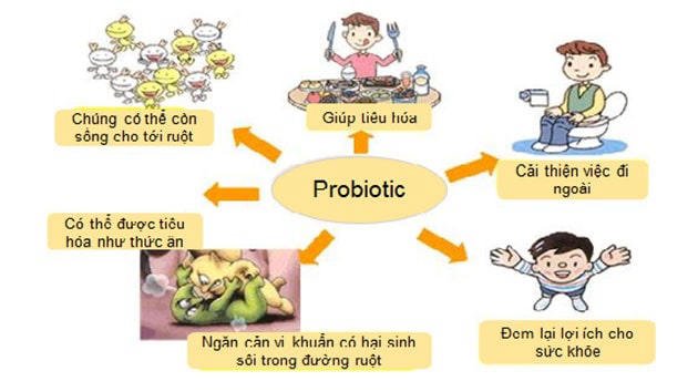 Lợi khuẩn Probiotic hoạt động thế nào?