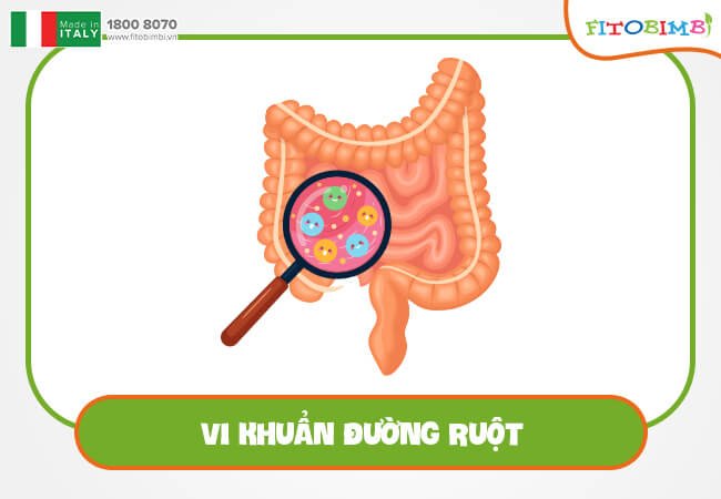 Vi khuẩn đường ruột giúp cho hệ tiêu hóa luôn khỏe mạnh