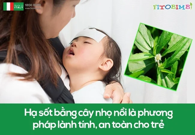 Hạ sốt bằng cây nhọ nồi là phương pháp lành tính, an toàn cho trẻ nhỏ