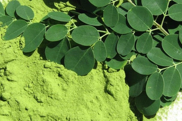 Lá chùm ngây có thể giúp bé hạ sốt siêu vi
