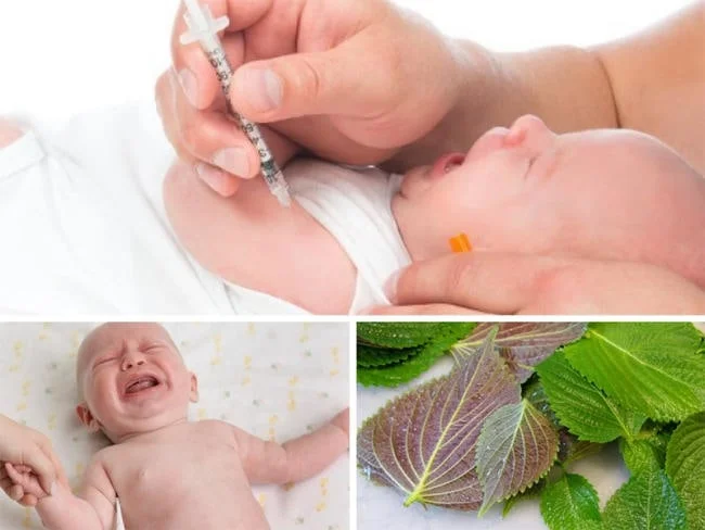 Lá tía tô lành tính nên khá an toàn với trẻ