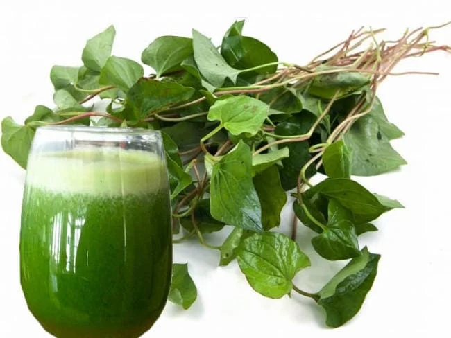 Rau diếp cá giàu vitamin C nên hạ sốt tốt