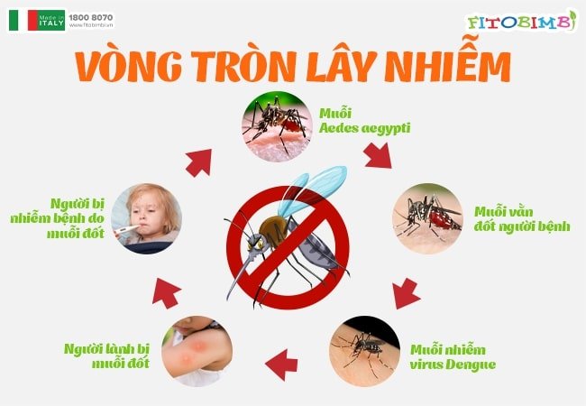 Chu trình lây truyền của sốt xuất huyết