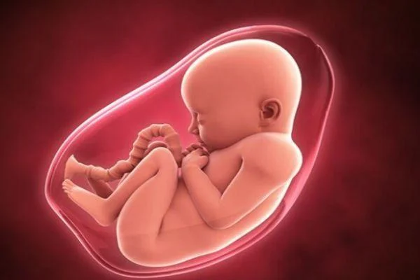 Chiều dài thai nhi hơn chiều dài trung bình 3cm là dấu hiệu thai nhi phát triển nhanh