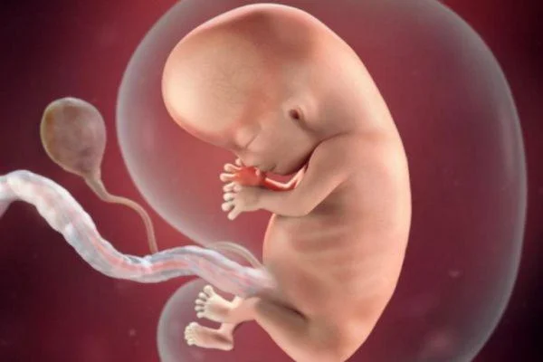 Chiều dài thai nhi ngắn hơn chiều dài trung bình 3cm là dấu hiệu thai nhi kém phát triển