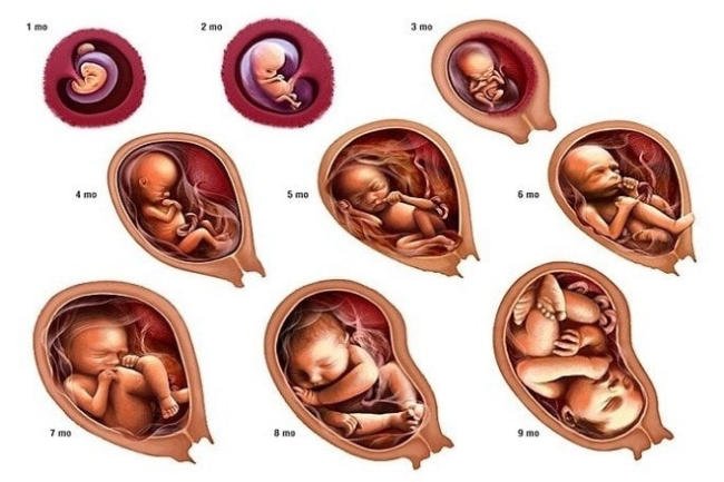 Sự phát triển của thai nhi theo tuần