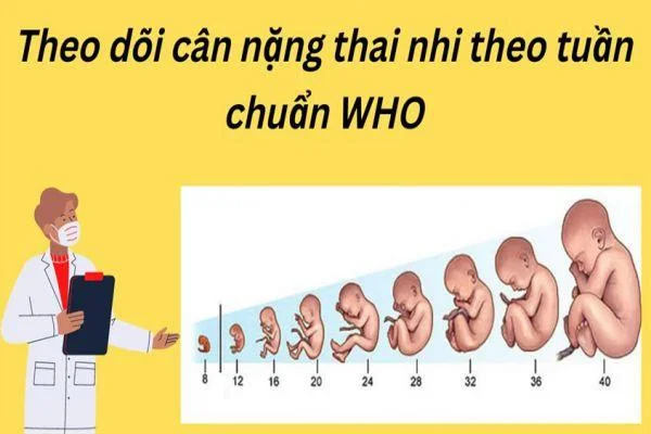 Theo dõi cân nặng thai nhi theo tiêu chuẩn WHO