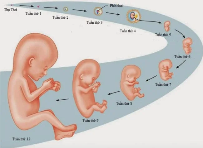 Các giai đoạn của thai kỳ trong tam cá nguyệt thứ nhất