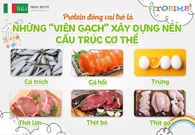 Chất đạm động vật