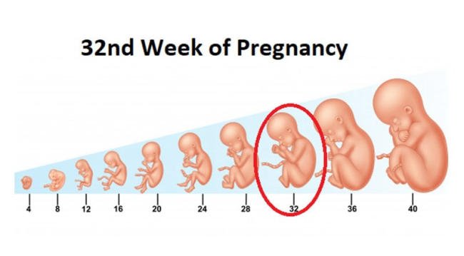 Sự phát triển của thai nhi vào tuần thai thứ 32