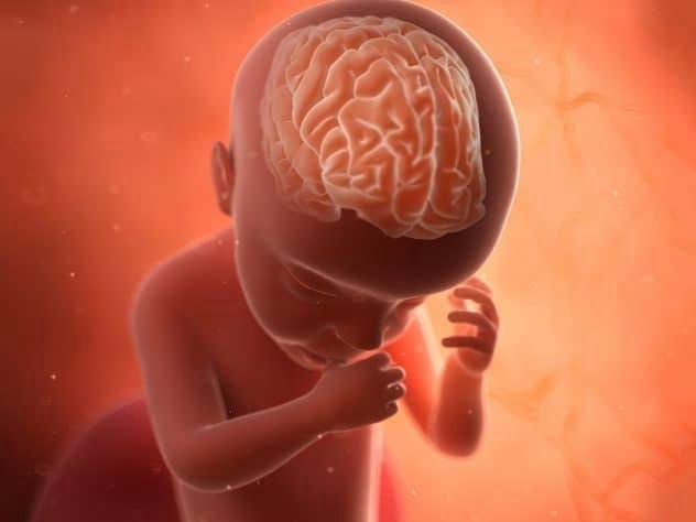 Sự phát triển não bộ của thai nhi