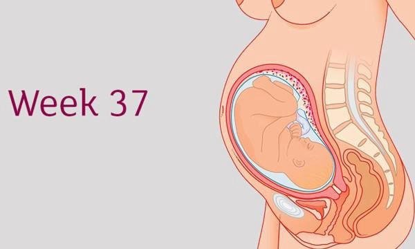 Thai 37 tuần nặng bao nhiêu? Sự phát triển thai nhi tuần 37