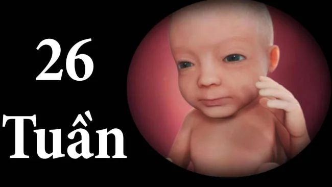 Tuần 26 làn da của bé căng hơn