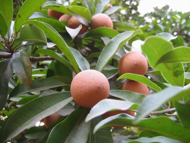 Hồng xiêm xanh chữa rối loạn tiêu hóa cho trẻ