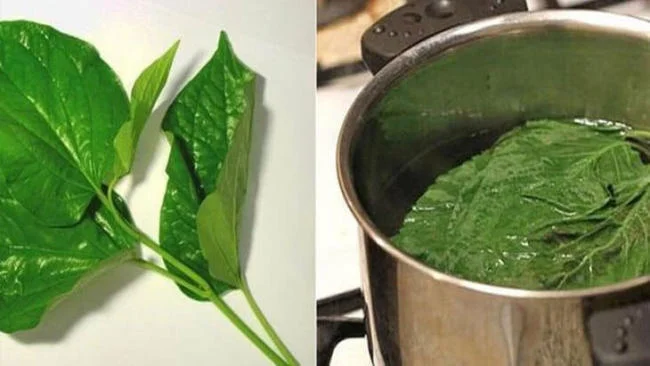 Cách nấu nước xông hơi từ lá lốt