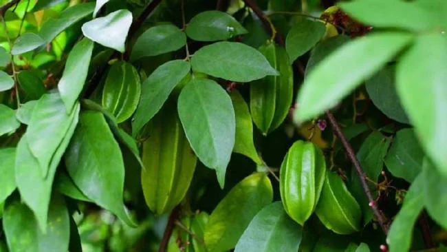 Lá khế chua hay ngọt đều tốt như nhau