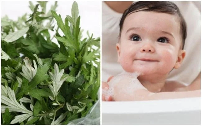 Lá ngải cứu được xem là “cứu tính” của trẻ rôm sảy