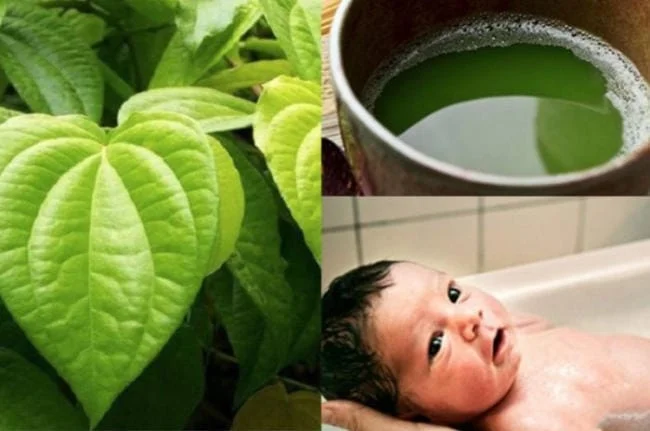 Lá trầu không trị rôm sảy cho bé