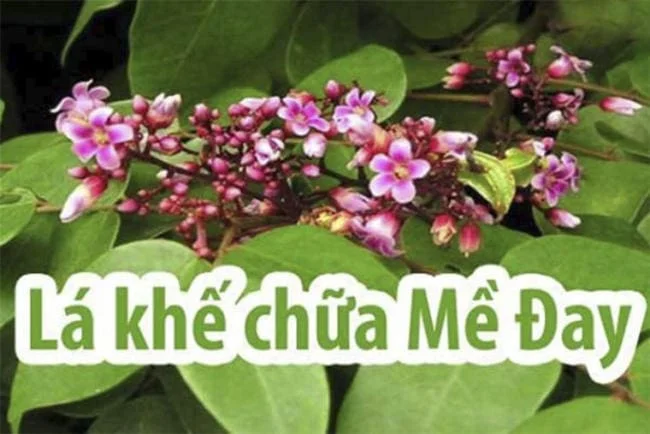 Ngoài tắm, lá khế còn chữa mề đay bằng nhiều cách
